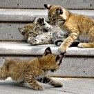 Bobcat cubs playing